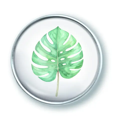 Artikelbild des Artikels “qles Click Monstera Blatt grün “