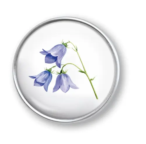 Artikelbild des Artikels “qles Click Alpen Glockenblume blau “