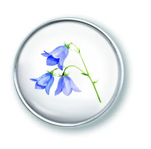 Artikelbild des Artikels “qles Click Alpen Glockenblume blau “