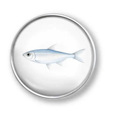 Artikelbild des Artikels “qles Click Fisch hell “