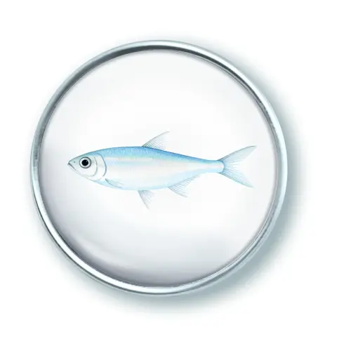 Artikelbild des Artikels “qles Click Fisch hell “